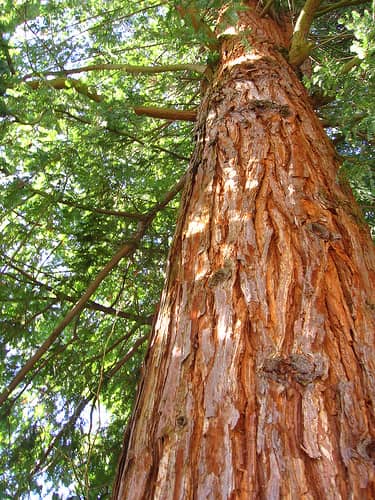 Red Cedar Vs White Cedar Fence Which One Is Better