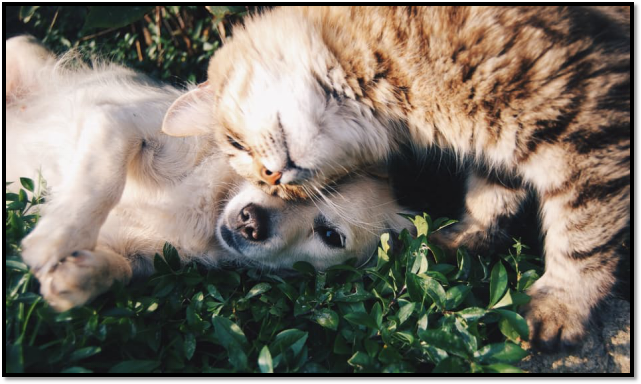 fence for pet owners